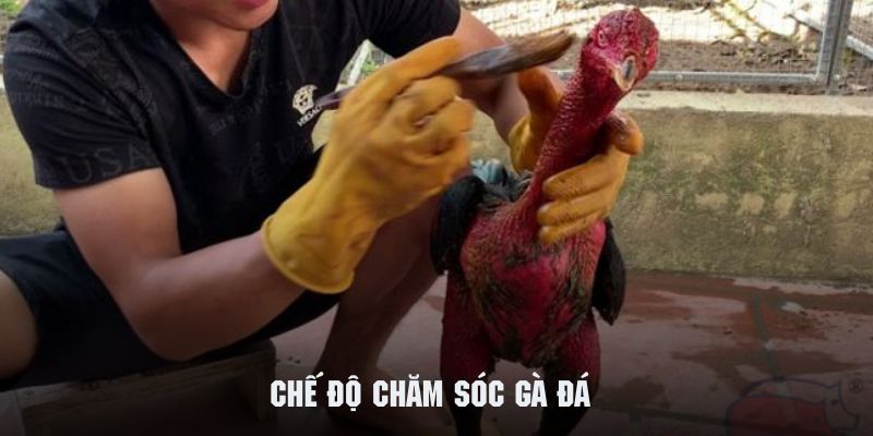 Chế độ chăm sóc gà đá cực kỳ quan trọng để cải thiện thể trạng