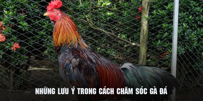 Những điều quan trọng nên lưu ý trong quá trình chăm sóc gà chọi