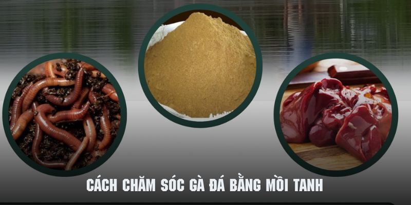 Mồi tanh là nhóm thực phẩm không thể bỏ qua khi nuôi chiến kê