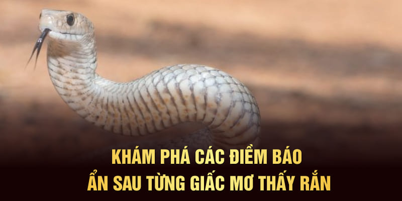 Khám phá các điềm báo ẩn sau từng giấc mơ thấy rắn