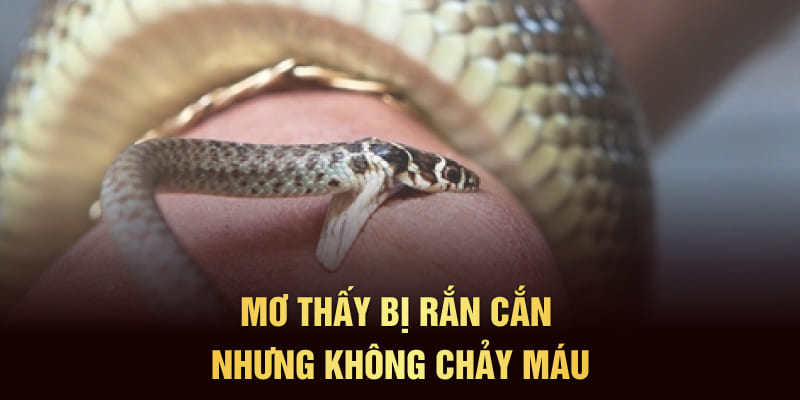 Mơ thấy bị rắn cắn nhưng không chảy máu